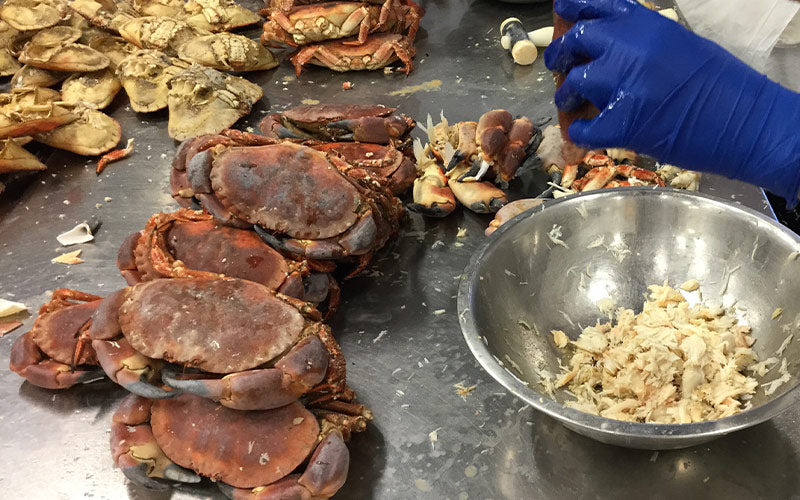 Still in lockdown, still picking crab! – Portland Shellfish Ltd