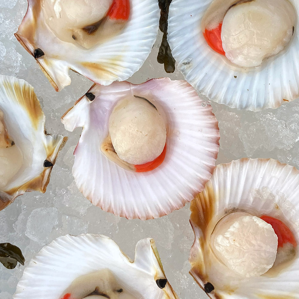 Shell Queen Queen Scallop Shell
